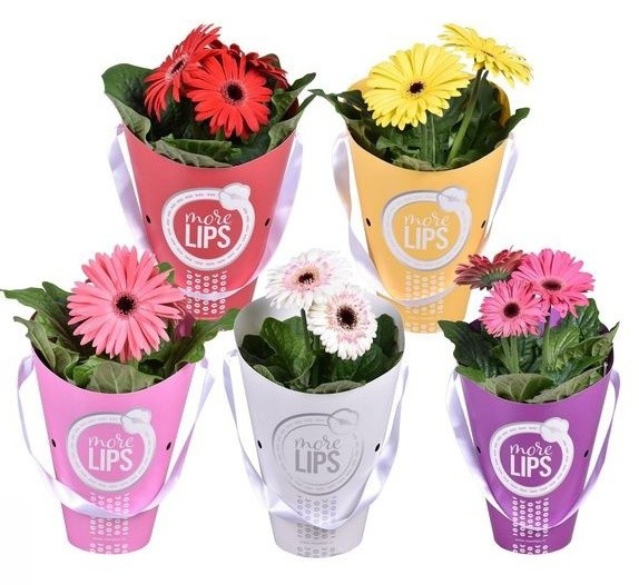 Gerbera In Vaso Diametro Cm.12 Colori Vari - Foto 1