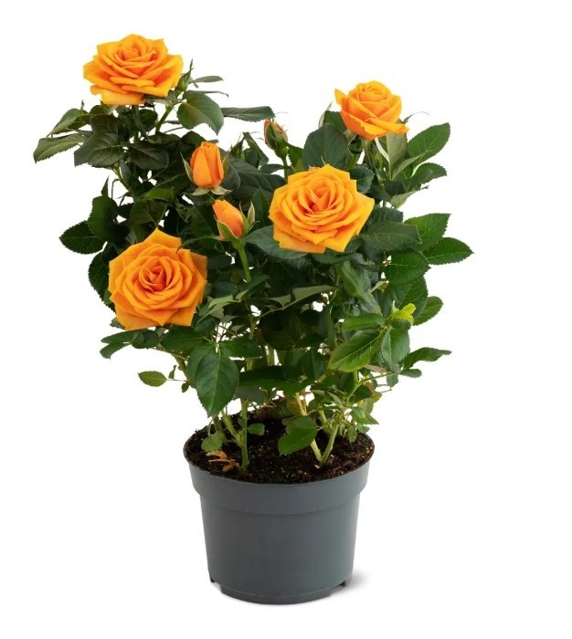 Rosa In Vaso Cm12 Colori Vari - Foto 1