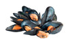 Cozze