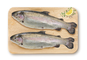Trota Iridea Salmonata