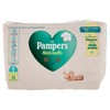 PAMP.PROT.PUR T.1 35PZ