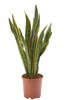 Sanseveria In Vaso Cm17