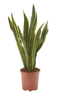 Sanseveria In Vaso Cm17 - Foto 1