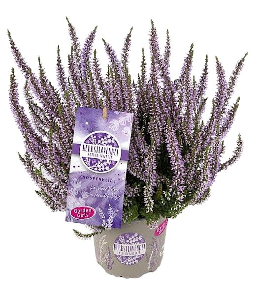 Calluna Autumn Lavander In Vaso Cm.12 - Foto 1