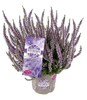 Calluna Autumn Lavander In Vaso Cm.12