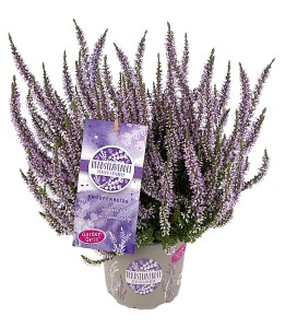 Calluna Autumn Lavander In Vaso Cm.12 - Foto 1