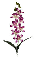 Orchidea Rosa