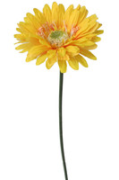 Gerbera Gialla