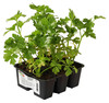 Sedano Verde In Pack Da 6