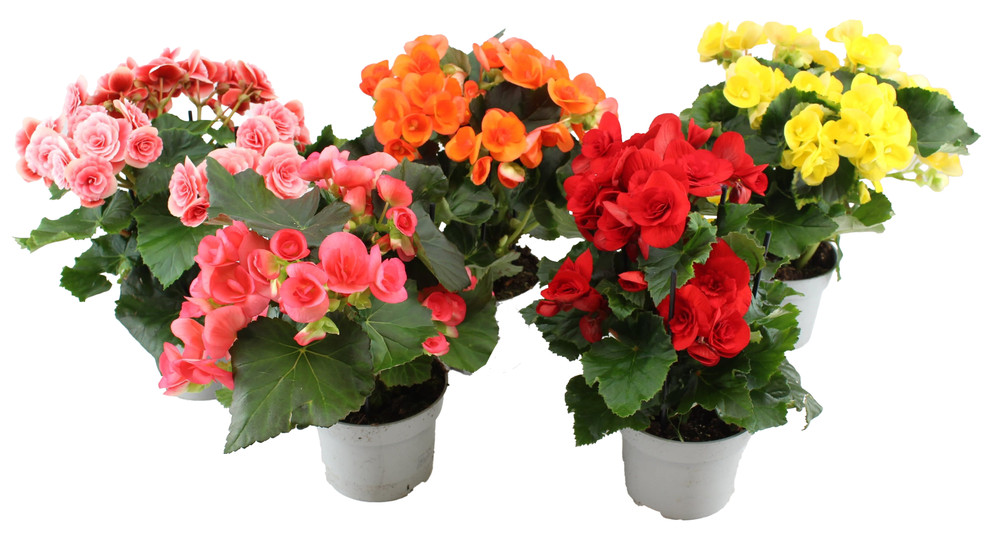 Begonia In Vaso Cm.12 Colori Vari - Foto 1