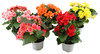 Begonia In Vaso Cm.12 Colori Vari