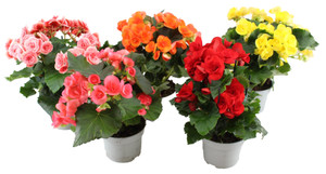 Begonia In Vaso Cm.12 Colori Vari - Foto 1