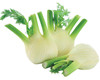 Finocchi