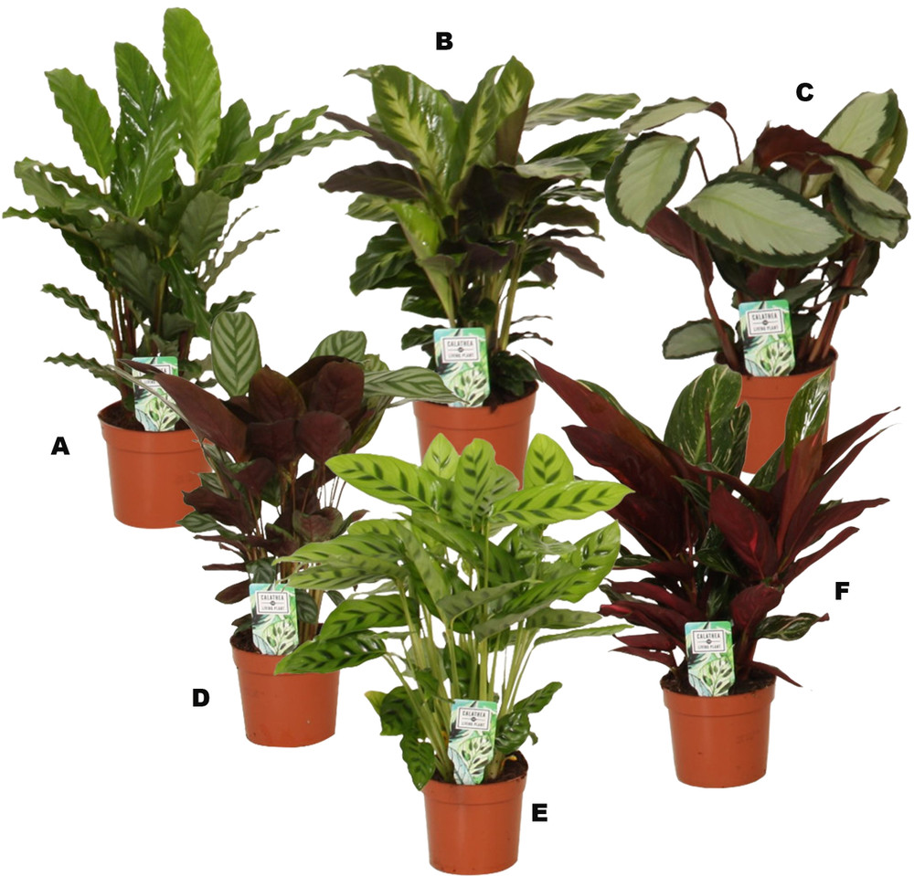 Calathea Mix In Vaso Cm.12 - Foto 1