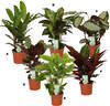 Calathea Mix In Vaso Cm.12