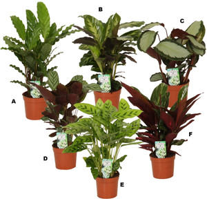 Calathea Mix In Vaso Cm.12 - Foto 1