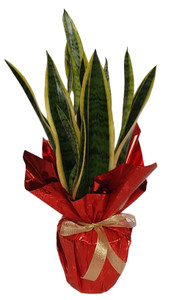 Sanseveria Diametro Cm 17 - Foto 1