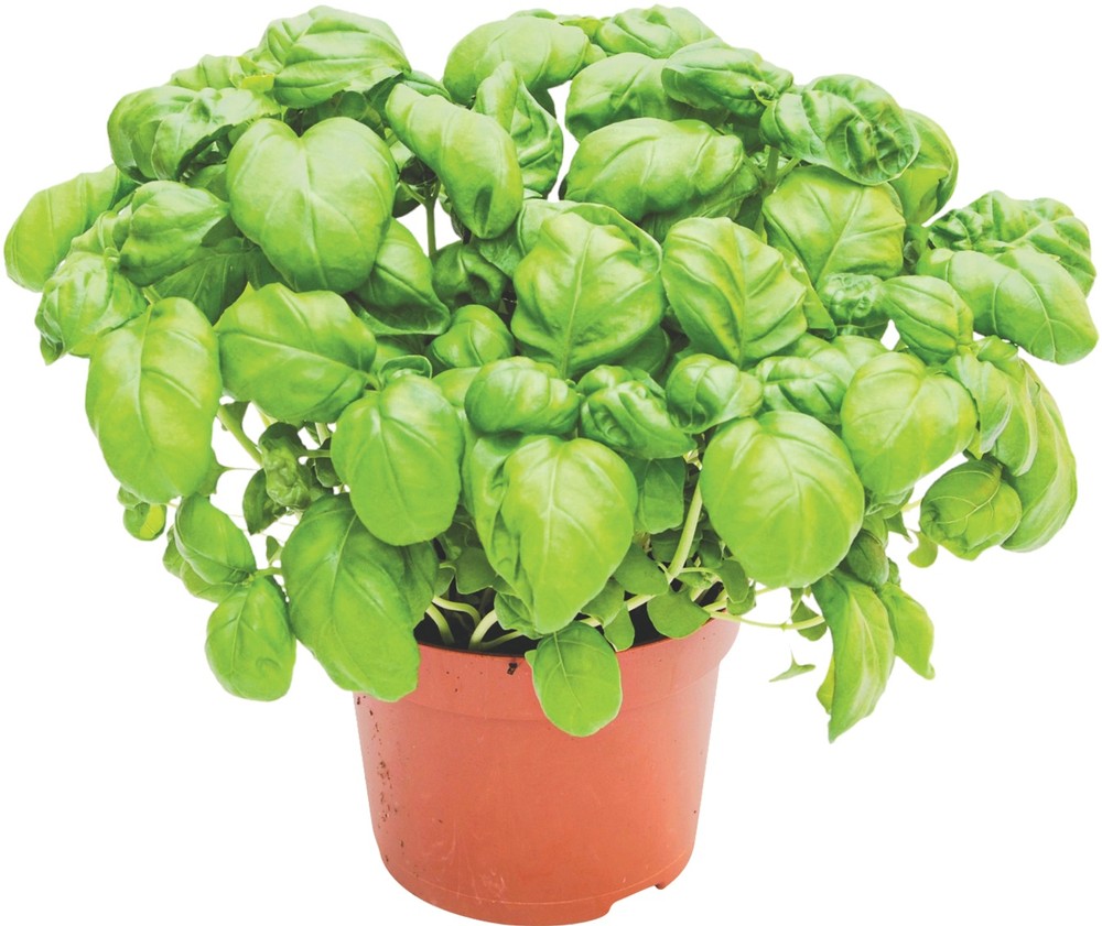 Mix Piante Aromatiche - Foto 2