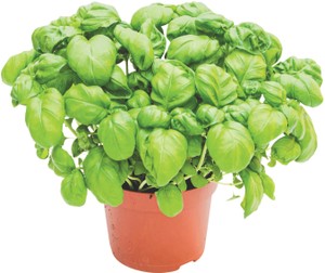 Mix Piante Aromatiche - Foto 2