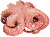 35 POLPO ARRICCIATO K5 - Foto 1 di 3