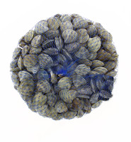 Vongole Vongole