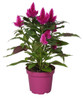 Celosia In Vaso Diametro  Cm.12