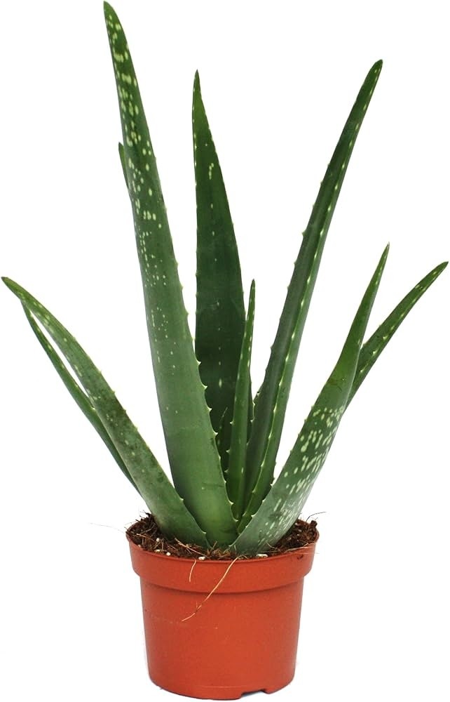 Aloe Vera Cm.12 - Foto 1
