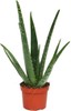 Aloe Vera Cm.12