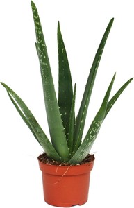 Aloe Vera Cm.12 - Foto 1