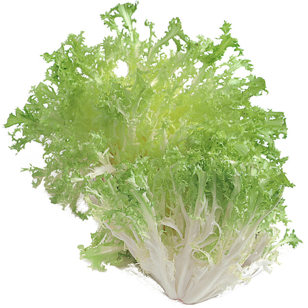 Insalata Riccia - Foto 1