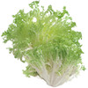 INSALATA RICCIA - Foto 1 di 1