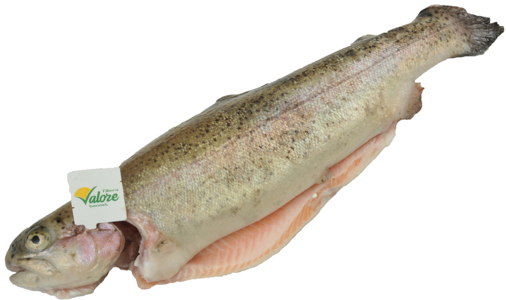 Trota Iridea Salmonata Eviscerata Filiera Valore Bennet - Foto 1