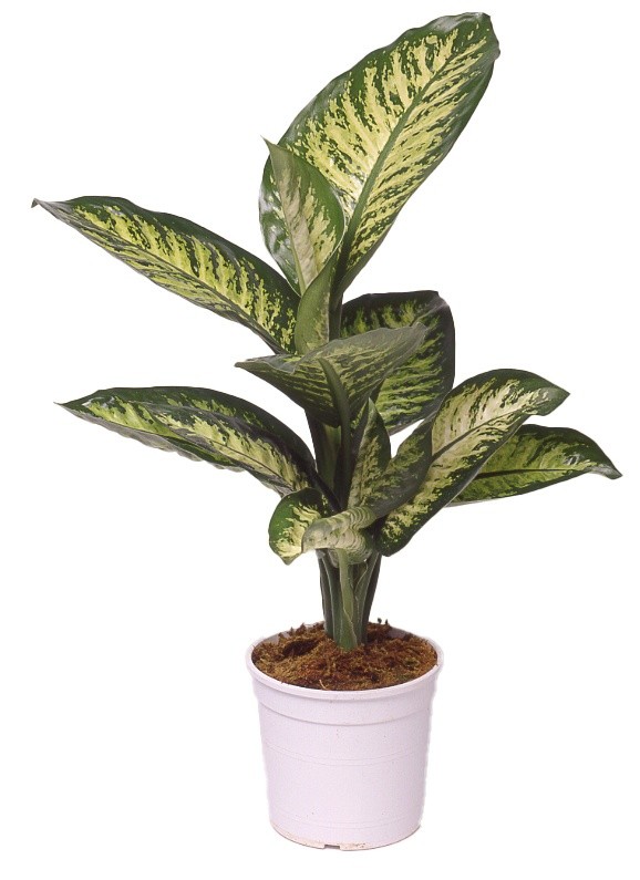 Dieffenbachia Tropicale In Vaso Cm 17 - Foto 1