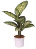 Dieffenbachia Tropicale In Vaso Cm 17