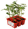 Pomodoro Grappolo In Pack Da 6
